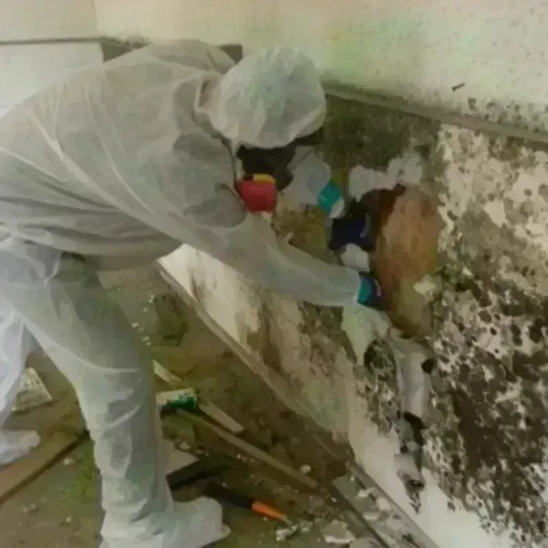 Best Mold Remediation and Removal Service in Mount Holly, VT